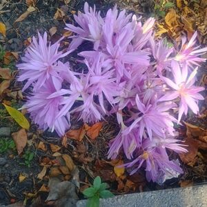 Vibrant Pink Flowers